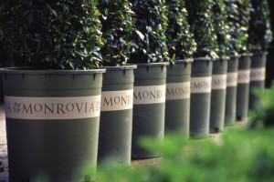 Charleston Residential Landscape Design - Monrovia Brand Plants