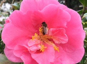 Charleston Residential Landscape Design Camellia With Bee
