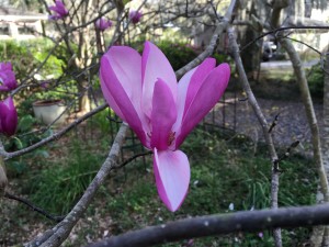 Charleston Residential Landscape Design Spring 2016 Tulip Tree
