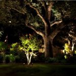 Oak Tree Lighting, illuminated oaks and crepe myrtles