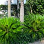 Charleston SC Landscape Design Sago Palms