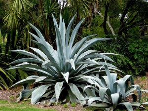 Lowcountry Vistas Charleston Landscaping Agave