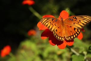 Lowcountry Vistas Charleston Landscaping Butterfly on Mexican Sunflower
