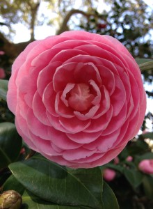 Lowcountry Vistas Charleston Landscaping perfect camellia