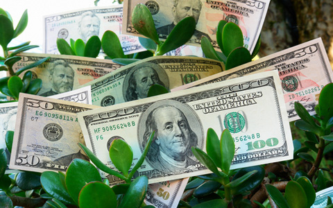 Charleston Residential Landscape Design - Money Tree