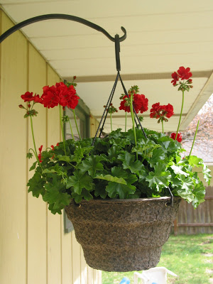 Charleston Landscape Design Geranium Basket