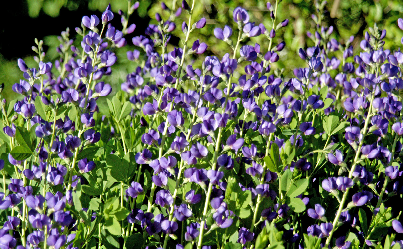 Charleston Landscape Design Indigo