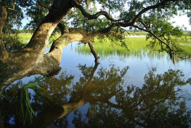 Charleston Landscape Design Live Oak Marsh Spanish Moss