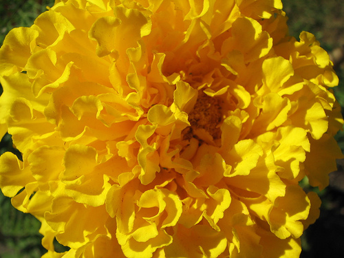 Charleston Landscape Design Marigold