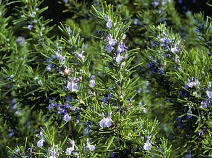 Charleston Landscape Design Rosemary