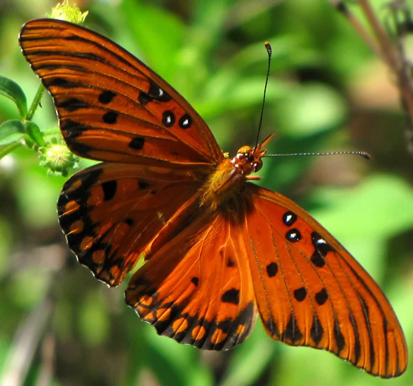 Charleston Landscaper Gulf Fritillaries