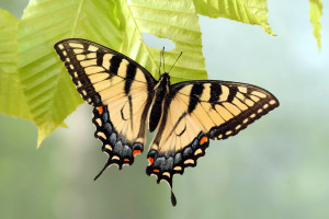 Charleston Landscaper Swallowtail Butterfly