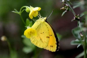 Charleston Landscaper Yellow Sulfur Butterfly