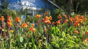 Charleston Residential Landscape Design Folly Flip House