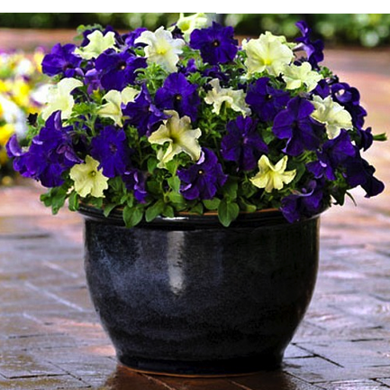 Charleston Residential Landscape Design Petunias