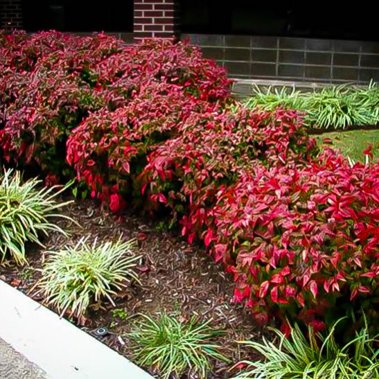 Charleston SC Commercial Landscape Design Contrasts