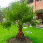 This is the fan palm used in Lowcountry Vistas Native Landscape Design's residential landscape design project in Charleston, SC 29492.