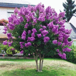 This is the purple crepe myrtle used in Lowcountry Vistas Native Landscape Design's residential landscape design project in Charleston, SC 29492.