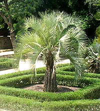 Charleston SC Landscape Design Pindo Contrast