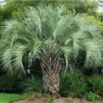 This is the pindo palm used in Lowcountry Vistas Native Landscape Design's residential landscape design project in Mt. Pleasant, SC 29466.