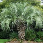This is the pindo palm used in Lowcountry Vistas Native Landscape Design's residential landscape design project in Mt. Pleasant, SC 29466.
