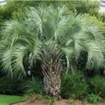 This is the pindo palm used in Lowcountry Vistas Native Landscape Design's residential landscape design project in Mt. Pleasant, SC 29466.