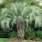 This is the pindo palm used in Lowcountry Vistas Native Landscape Design's residential landscape design project in Charleston, SC 29492.