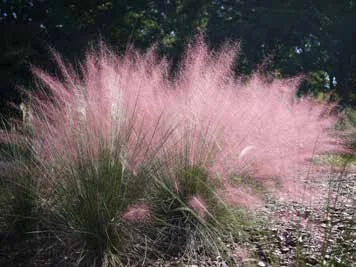 This is the sweetgrass (muhly grass) used in Lowcountry Vistas Native Landscape Design's residential landscape design project in Mt. Pleasant, SC 29466.