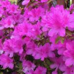 This is the purple encore azalea used in Lowcountry Vistas Native Landscape Design's residential landscape design project in Mt. Pleasant, SC 29466.