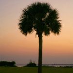 This is the palmetto tree used in Lowcountry Vistas Native Landscape Design's residential landscape design project in Charleston, SC 29492.