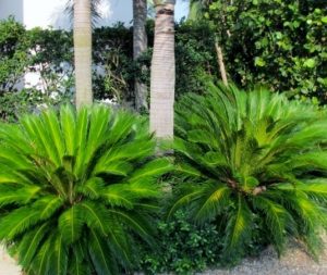 Charleston SC Landscape Design Sago Palms