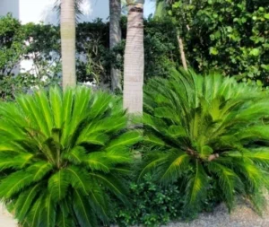 This is the sago palm used in Lowcountry Vistas Native Landscape Design's residential landscape design project in Charleston, SC 29492.