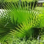 This is the saw palm used in Lowcountry Vistas Native Landscape Design's residential landscape design project in Charleston, SC 29492.