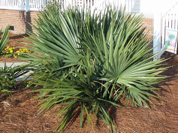 Shrub Palmetto