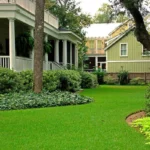 This is the sod used in Lowcountry Vistas Native Landscape Design's residential landscape design project in Charleston, SC 29492.