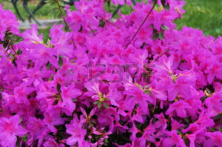 Violet Azalea