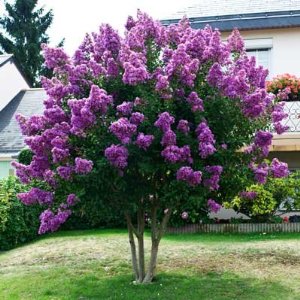 Charleston SC Landscape Design Violet Crepe Myrtle