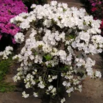 This is the white encore azalea used in Lowcountry Vistas Native Landscape Design's residential landscape design project in Mt. Pleasant, SC 29466.