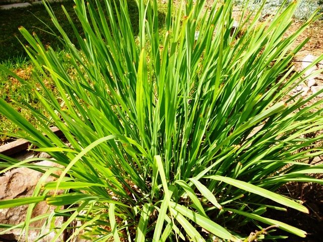 Charleston SC landscape design lemongrass