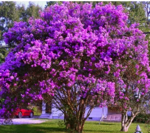 Charleston SC landscape design purple crepe myrtle