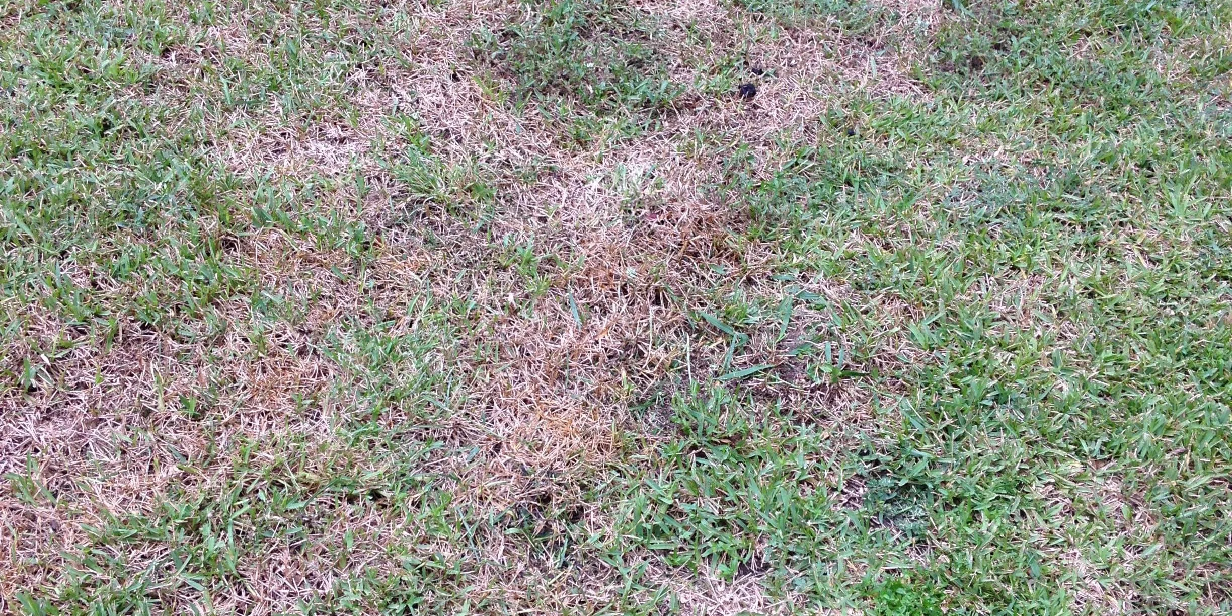 Charleston Residential Landscape Design - Fungus and Armyworms