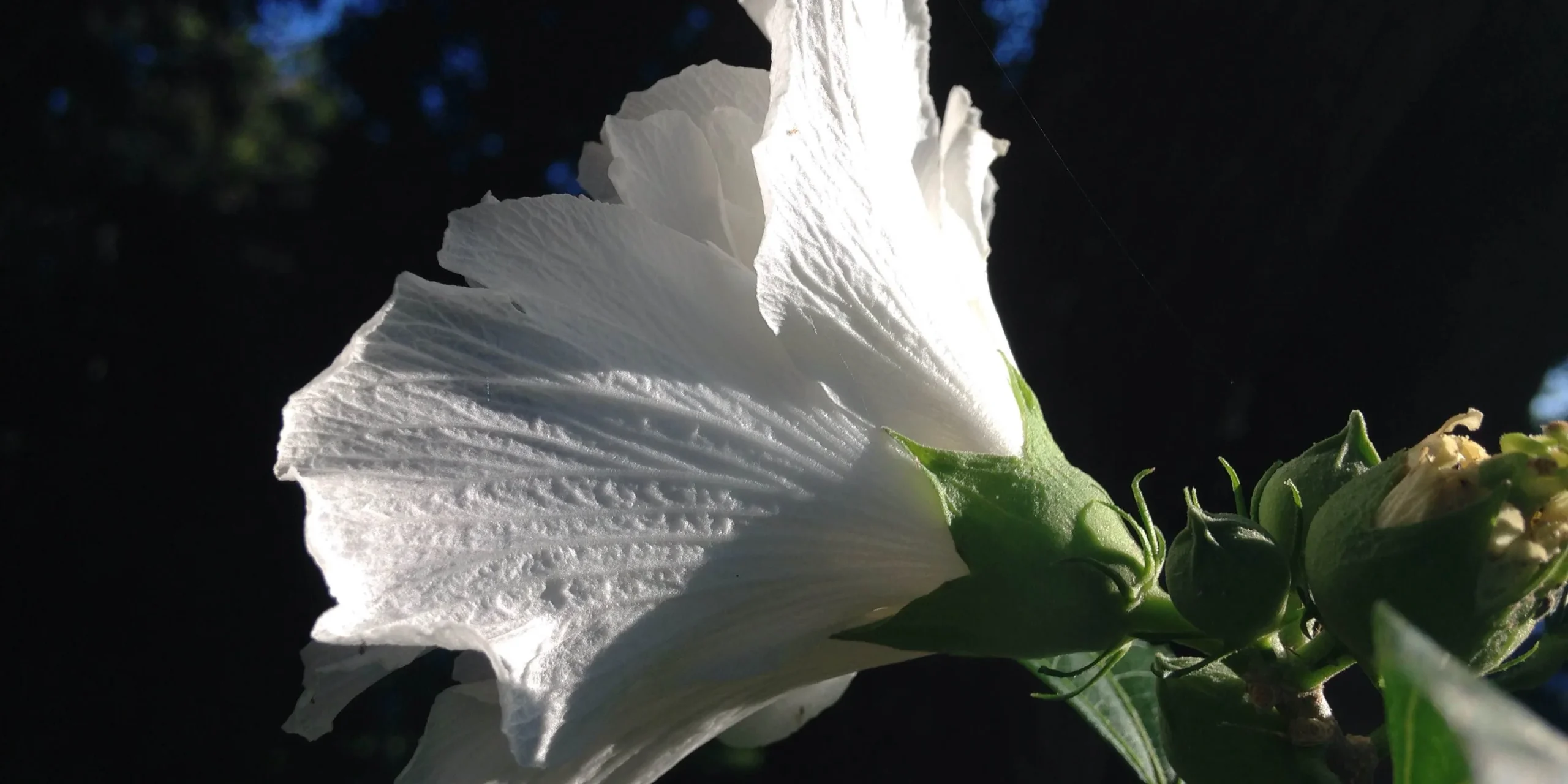 Charleston Residential Landscape Design - Rose of Sharon 2