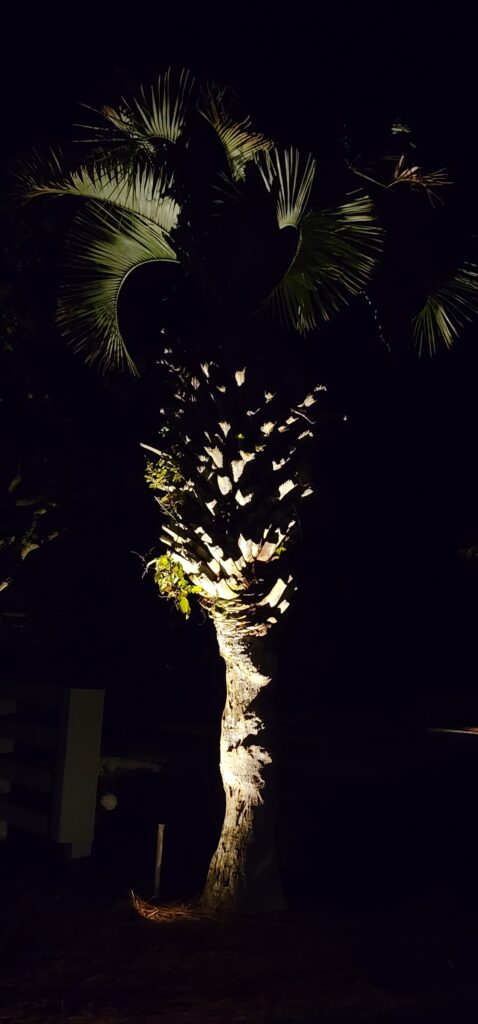 This landscape lighting on Daniel Island SC 29492 harmonizes palms with the native Lowcountry environment.
