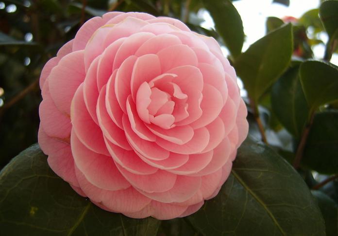 Charleston Residential Landscape Design - Camellia 5