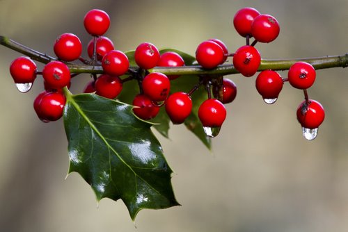 Charleston Residential Landscape Design - Holly With Ice