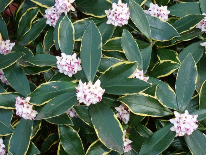 Charleston Residential Landscape Design - Sweet Olive