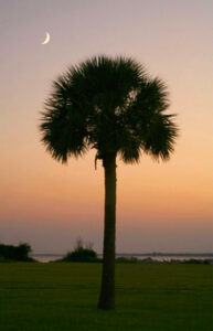This is a palmetto tree on Isle of Palms, SC and a crescent moon just to the left of it. Together, the two look like the South Carolina flag, which is incorporated into Lowcountry Vistas' logo.