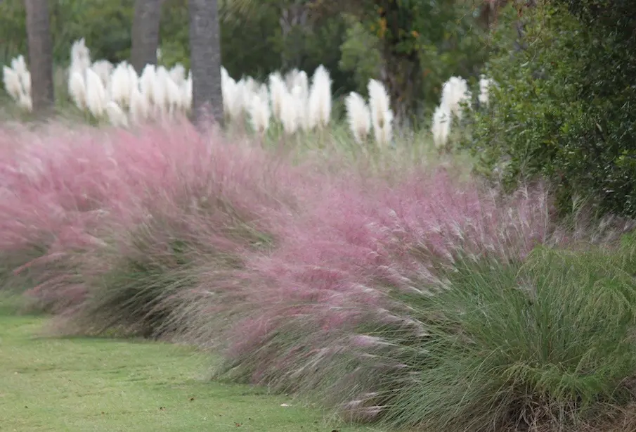 This is an image of one of Lowcountry Vistas Native Landscape Design's residential landscape designs in Mt. Pleasant SC, zip code 29466. In it, you can see that native Charleston landscape designer Seth Mason uses native, low-maintenance plants made especially for the SC Lowcountry, including palmettos, other native palms, and native coastal grasses.