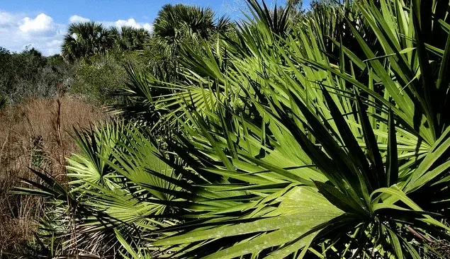 This is a photo of Lowcountry Vistas Charleston's native, low-maintenance landscape design philosophy. The photo was taken between Johns Island and Kiawah Island, SC 29455. 