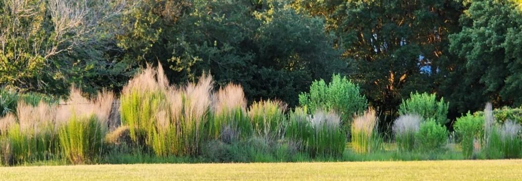 Mt. Pleasant Landscape Design coastal grasses